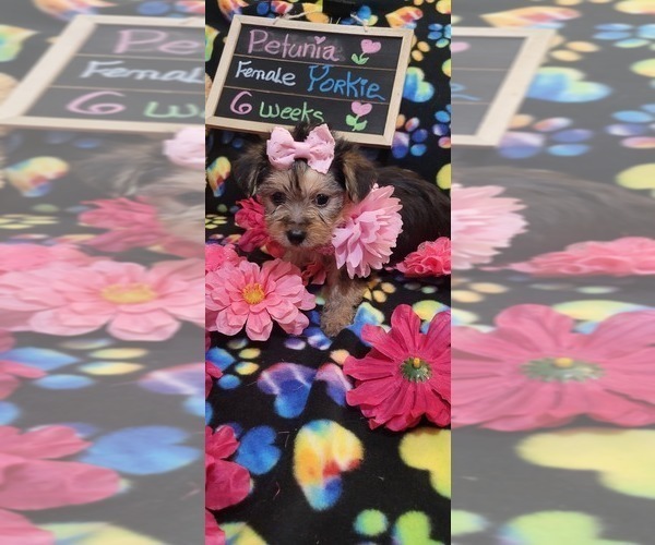 Medium Photo #211  Breeder Profile in AKRON, OH, USA