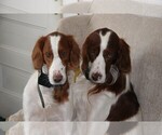Small breeder photo