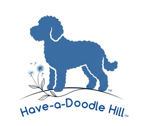 Goldendoodle mix (+ Poodle Miniature) Dog Breeder near EVANS, GA, USA