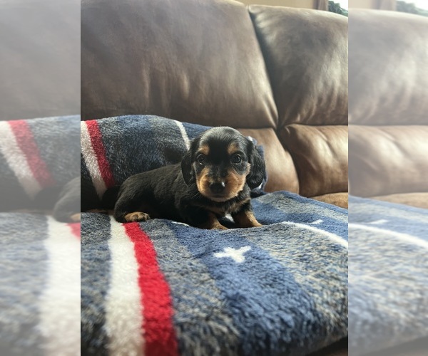 Medium Photo #1  Breeder Profile in BEULAH, CO, USA