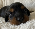 Small breeder photo
