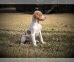 Small Photo #1  Breeder Profile in FITZGERALD, GA, USA