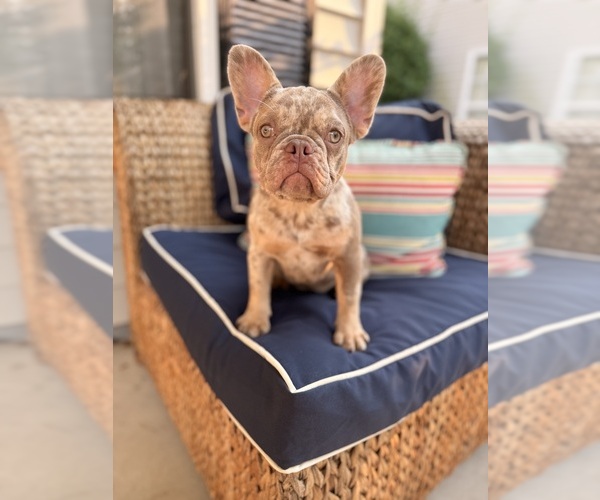 Medium Photo #3  Breeder Profile in COLUMBIA, SC, USA