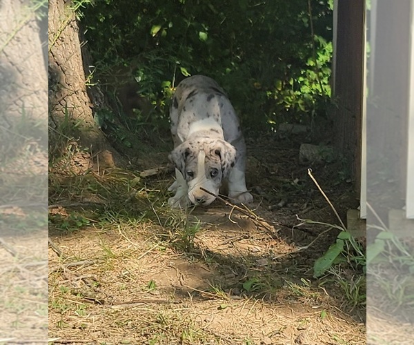 Medium Photo #6  Breeder Profile in HARDINSBURG, IN, USA