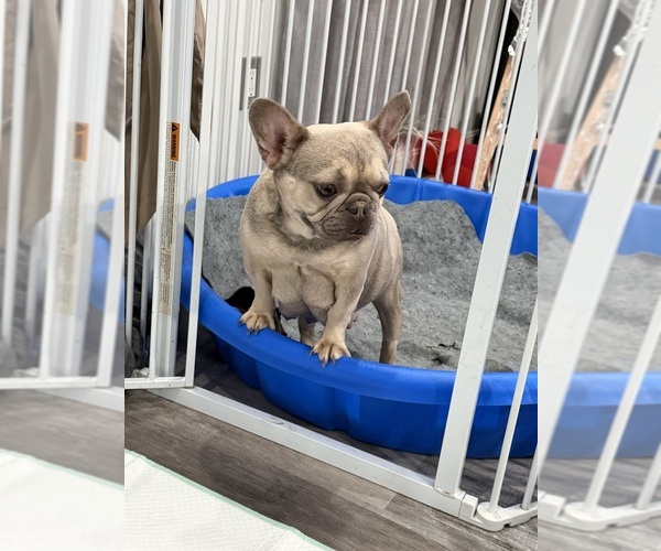 Medium Photo #31  Breeder Profile in BRIDGEWATER, MA, USA