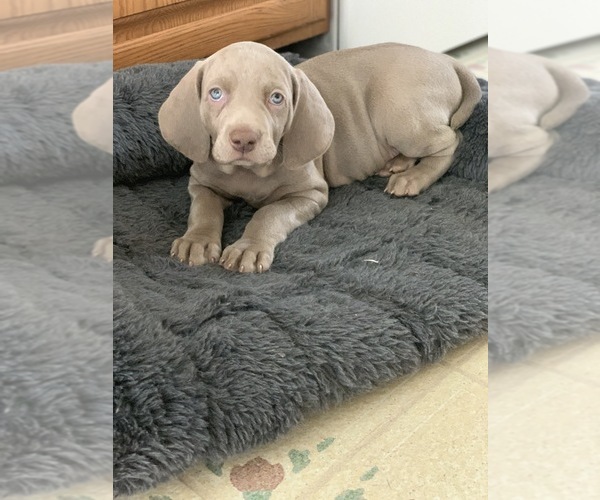 Medium Photo #1  Breeder Profile in LITITZ, PA, USA
