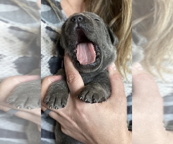 Medium Photo #1  Breeder Profile in HEREFORD, AZ, USA