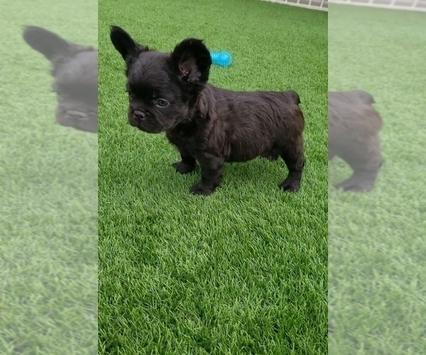 Medium Photo #13  Breeder Profile in LAS VEGAS, NV, USA