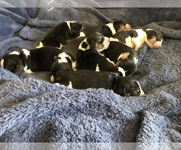 Medium Photo #1  Breeder Profile in FORT DODGE, IA, USA