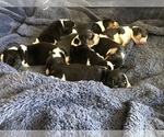 Small breeder photo