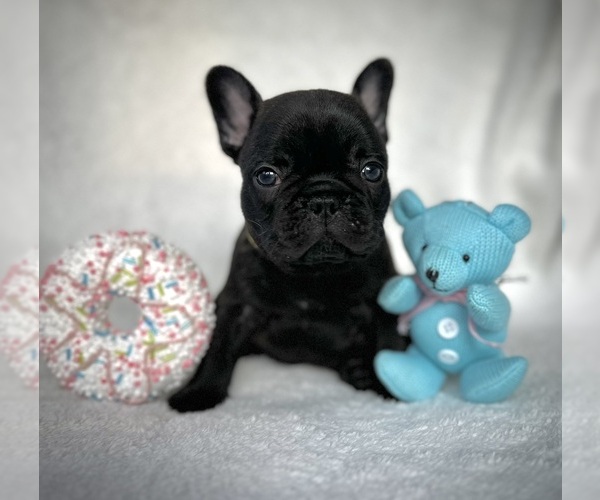 Medium Photo #4  Breeder Profile in BROOKSVILLE, FL, USA