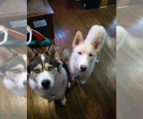 Medium Photo #1  Breeder Profile in JOHNSON CITY, TN, USA