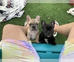 Small #12 Breeder Profile image