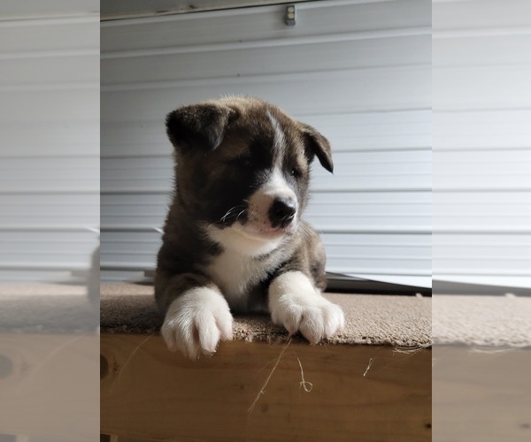Medium Photo #1  Breeder Profile in CLAYPOOL, IN, USA