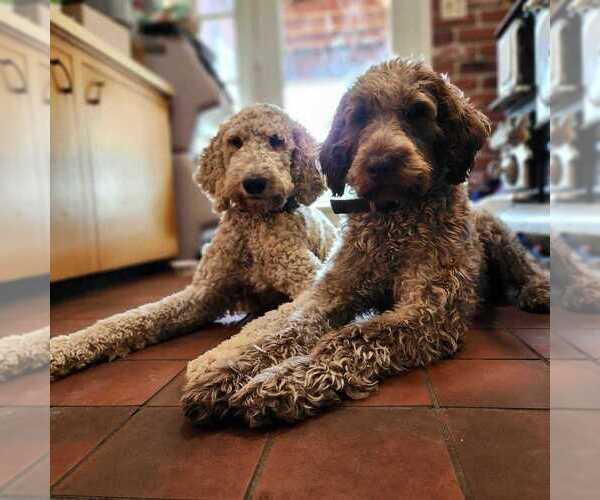 Medium Photo #1  Breeder Profile in LOWVILLE, NY, USA