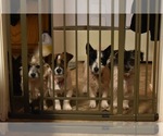 Small #4 Breeder Profile image