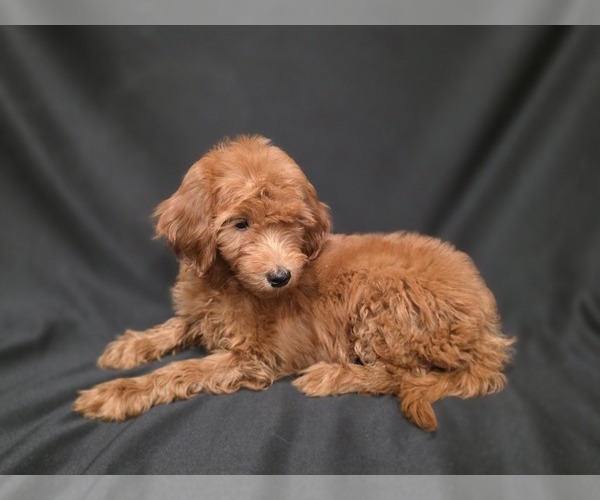 Medium Photo #4  Breeder Profile in DUBLIN, TX, USA