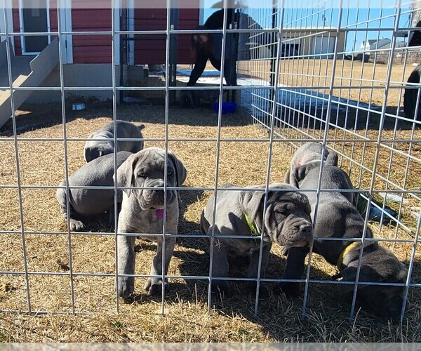 Medium Photo #4  Breeder Profile in WEATHERFORD, TX, USA