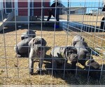 Small #3 Breeder Profile image