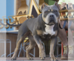 Small Photo #19  Breeder Profile in CLEARWATER, FL, USA