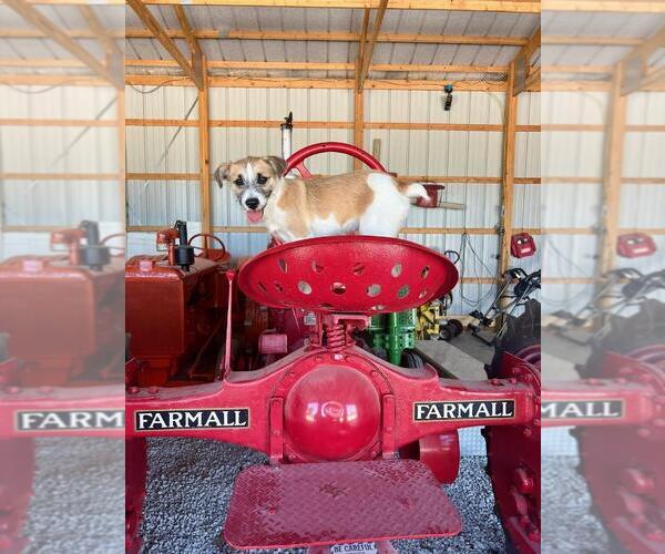 Medium Photo #11  Breeder Profile in ENID, OK, USA