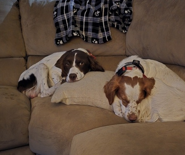 Medium Photo #4  Breeder Profile in MOHAWK, NY, USA
