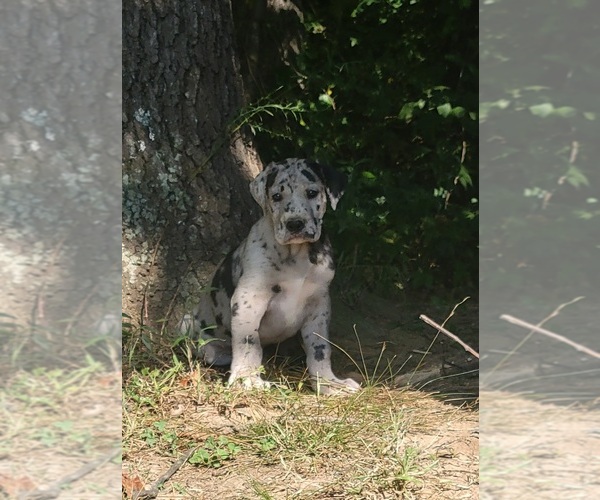 Medium Photo #18  Breeder Profile in HARDINSBURG, IN, USA