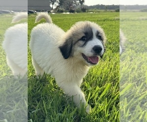 Anatolian Shepherd-Great Pyrenees Mix Dog Breeder in VICTORIA,  USA