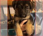 Small #1 Breeder Profile image
