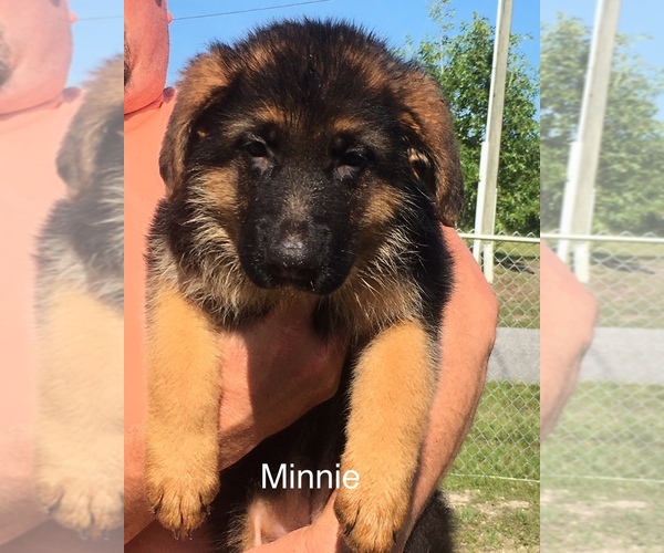Medium Photo #1  Breeder Profile in SPRING HILL, FL, USA