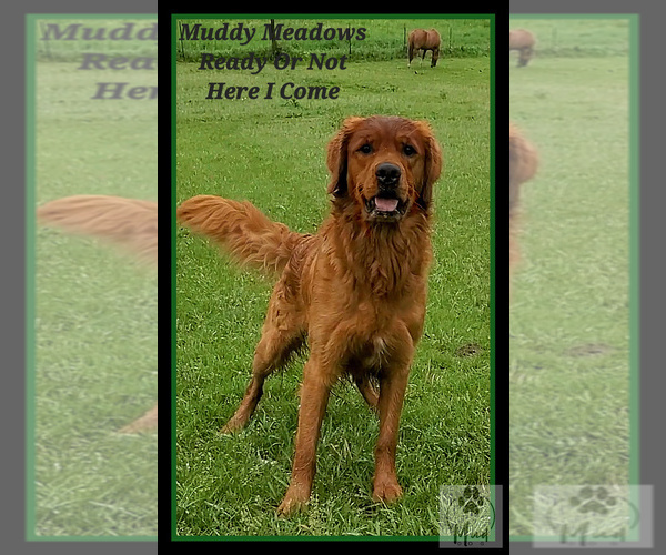 Medium Photo #5  Breeder Profile in KIMBALL, MN, USA
