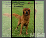 Small #4 Breeder Profile image