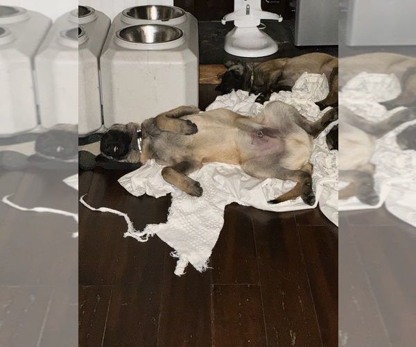 Medium Photo #26  Breeder Profile in WILLIAMS, CA, USA