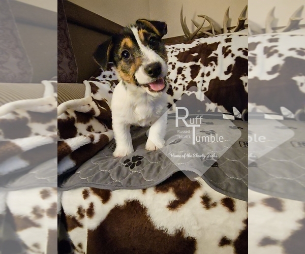 Medium Photo #25  Breeder Profile in HARVEL, IL, USA