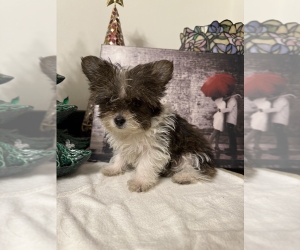 Medium Photo #3  Breeder Profile in WHITING, IN, USA