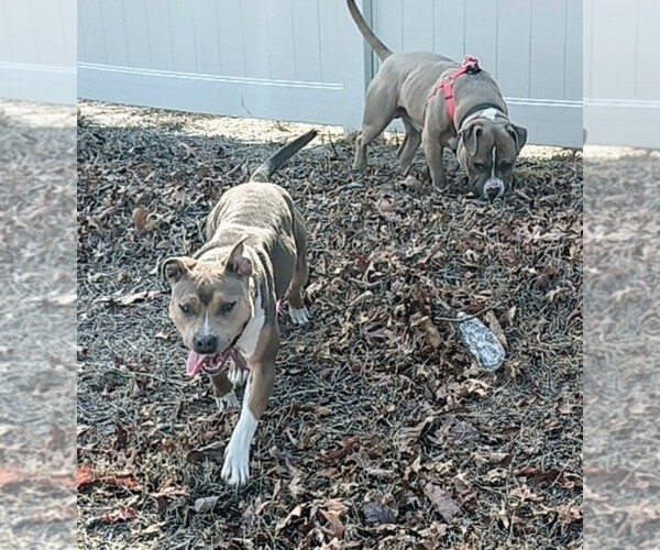 Medium Photo #3  Breeder Profile in BARNEGAT, NJ, USA