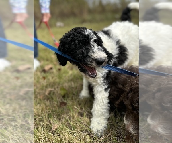 Medium Photo #11  Breeder Profile in BRANDON, FL, USA