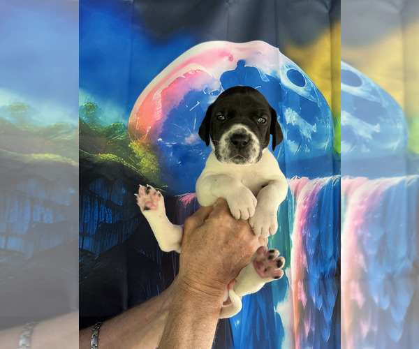 Medium Photo #9  Breeder Profile in ORR, MN, USA