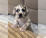 Small #4 Breeder Profile image