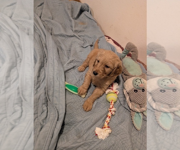 Medium Photo #2  Breeder Profile in ASHFORD, WA, USA