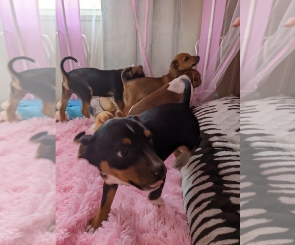 Medium Photo #8  Breeder Profile in DORA, MO, USA