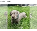 Small #8 Breeder Profile image