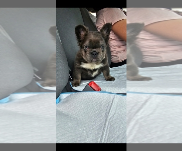 Medium Photo #1  Breeder Profile in HAPPY VALLEY, OR, USA