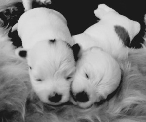 Mal-Shi Dog Breeder near FARMINGTON, MN, USA