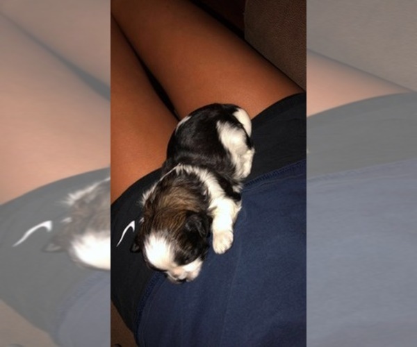 Medium Photo #1  Breeder Profile in BOILING SPGS, SC, USA