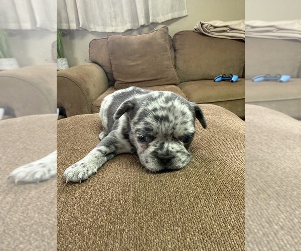 Medium Photo #8  Breeder Profile in BRUNSWICK, MO, USA