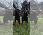 Small #2 Breeder Profile image