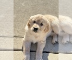 Small breeder photo