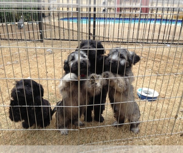 Medium Photo #3  Breeder Profile in LAKESIDE, CA, USA