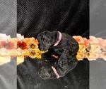 Small #2 Breeder Profile image